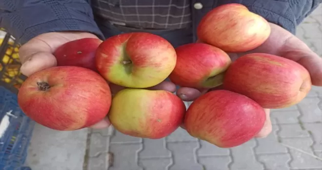 Tosya’da 1350 ton elma rekoltesi elde edildi