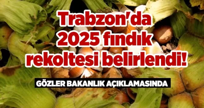 Trabzon’da 2025 fındık rekoltesi belirlendi!
