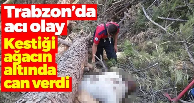 Trabzon'da acı olay! Kestiği ağacın altında kaldı