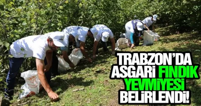 Trabzon'da asgari fındık yevmiyesi belli oldu