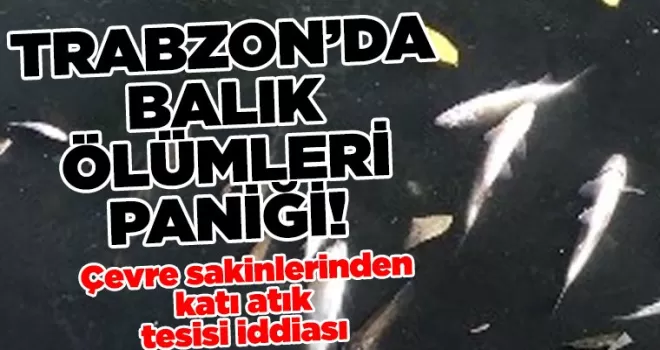 Trabzon’da balık ölümleri paniği!
