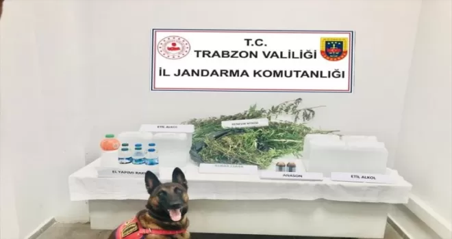 Trabzon’da evinde kenevir yetiştiren şüpheli gözaltına alındı