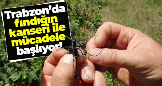 Trabzon'da fındığın kanseri ile mücadele başlıyor!