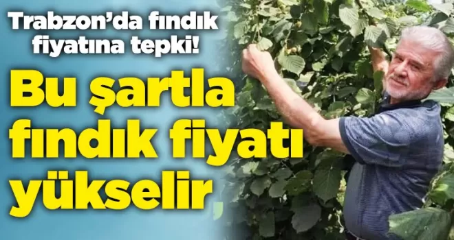 Trabzon’da fındık fiyatına tepki! Bu şartla fındık fiyatı yükselir