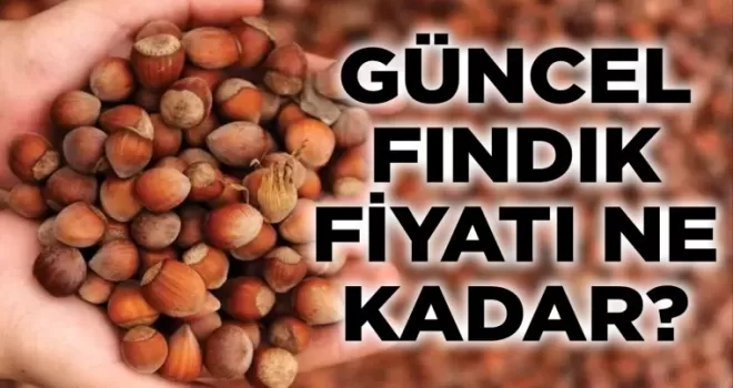 Trabzon’da Fındık Fiyatları Rekor Kırdı!