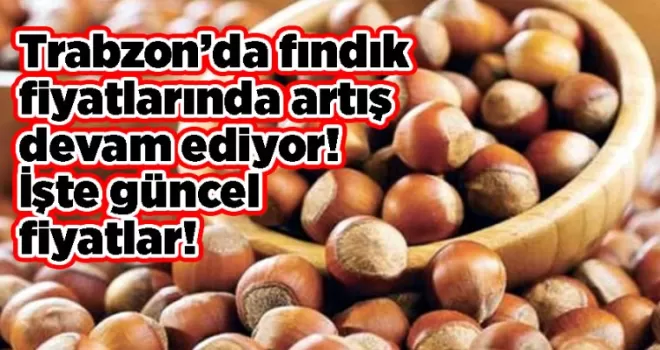Trabzon’da fındık fiyatlarında artış devam ediyor! İşte güncel fiyatlar!