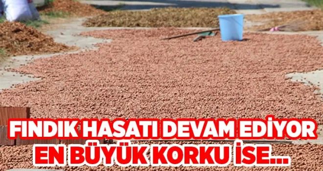 Trabzon’da fındık hasadı devam ediyor! “En büyük korkum ise...“