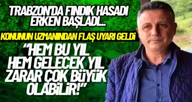 Trabzon'da fındık hasadı erken başladı! Zarar büyük olabilir...