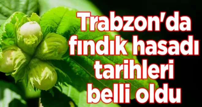 Trabzon’da fındık hasadı tarihleri belli oldu