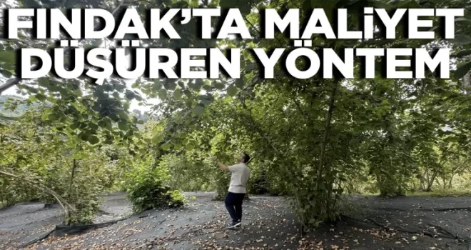 Trabzon’da fındık hasadında maliyet düşüren yöntem!
