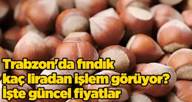 Trabzon’da fındık kaç liradan işlem görüyor? İşte güncel fiyatlar