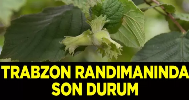 Trabzon’da fındık randımanında son durum