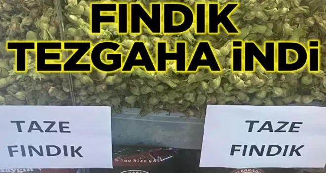 Trabzon’da fındık satışı başladı! İşte taze fındığın kilo fiyatı...
