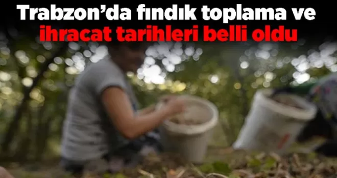 Trabzon’da fındık toplama ve ihracat tarihleri belli oldu