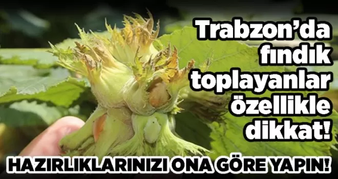 Trabzon’da fındık toplayanlar özellikle dikkat!