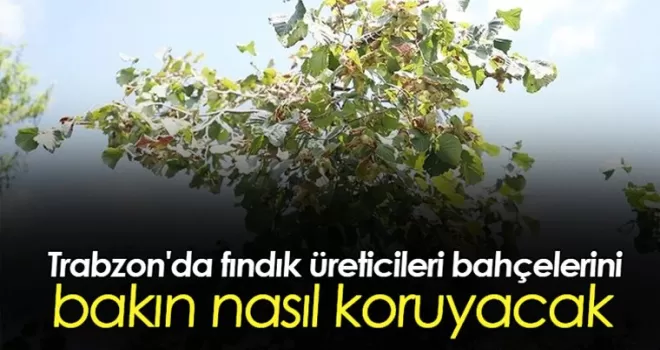 Trabzon’da fındık üreticileri bahçelerini böyle koruyacak