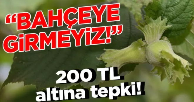 Trabzon’ da fındık üreticilerinden 200 TL altına tepki! “Bahçelere girmeyiz”