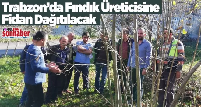 Trabzon'da fındık üreticilerine fidan dağıtımı yapılacak
