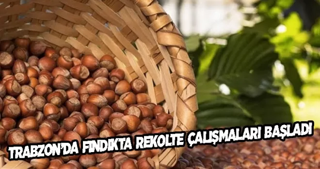 Trabzon’da fındıkta rekolte tespit çalışmaları başladı!