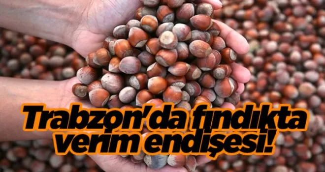 Trabzon’da fındıkta verim endişesi!