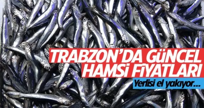 Trabzon'da güncel hamsi fiyatları