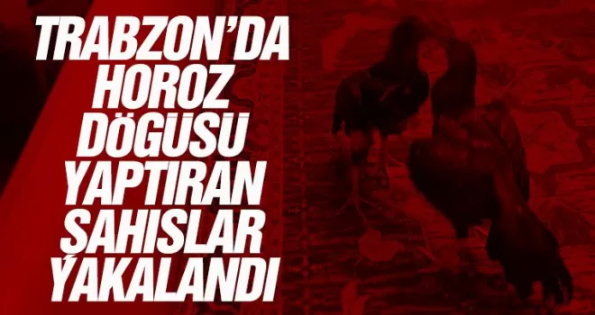 Trabzon’da Horoz Dövüşü yaptıran şahıslar yakalandı!