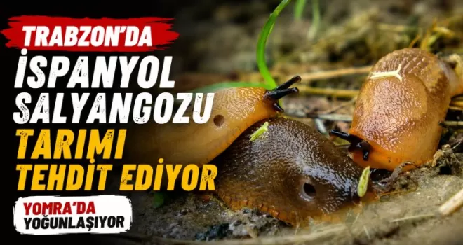 Trabzon’da İspanyol Salyangozu tarımı tehdit ediyor