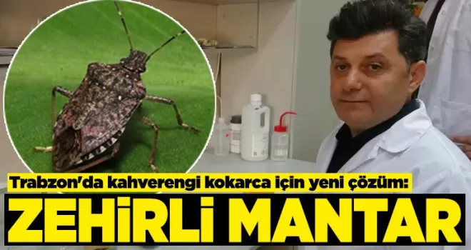 Trabzon’da kahverengi kokarca için yeni çözüm: Zehirli mantar
