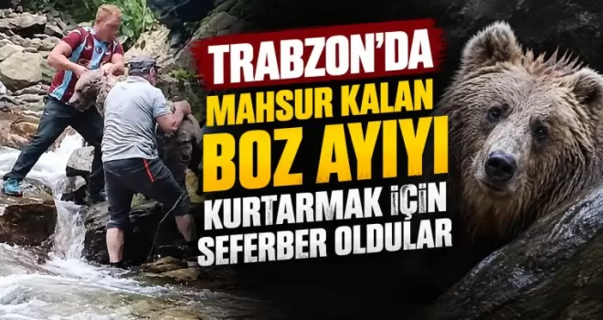 Trabzon’da mahsur kalan boz ayıyı kurtarmak için seferber oldular