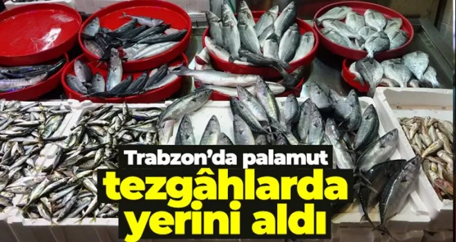 Trabzon'da palamut tezgâhlarda yerini aldı