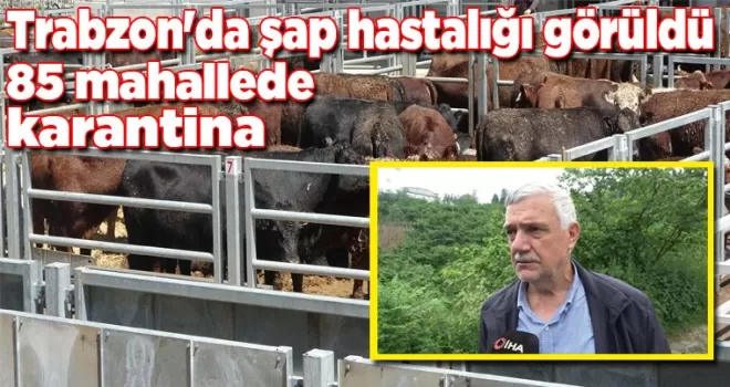 Trabzon’da şap hastalığı görüldü