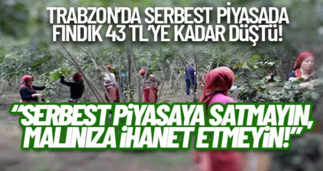 Trabzon'da serbest piyasada fındık 43 TL’ye düştü: