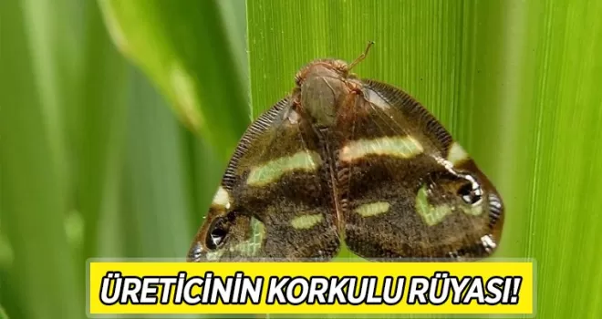 Trabzon’da üreticilerin kabusu: KATİL KELEBEKLER