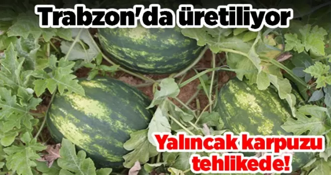 Trabzon’da üretiliyor! Yalıncak karpuzu tehlikede