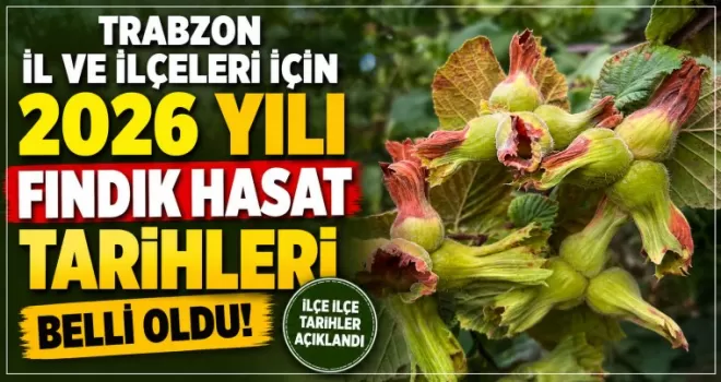 Trabzon il ve ilçeleri için 2026 yılı fındık hasat tarihleri belli oldu