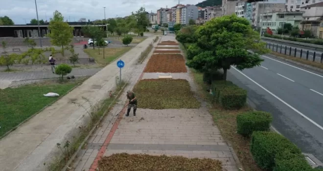 Trabzon, Ordu ve Giresun’da fındık hasadına başlandı