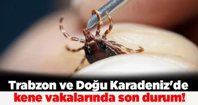 Trabzon ve Doğu Karadeniz’de kene vakalarında son durum!