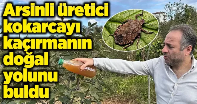 Trabzonlu üretici kokarcayı kaçırmanın doğal yolunu buldu