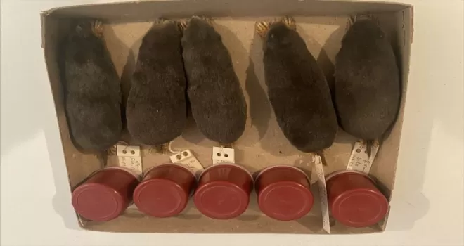 Türkiye’de köstebek familyasının alt türü belirlendi