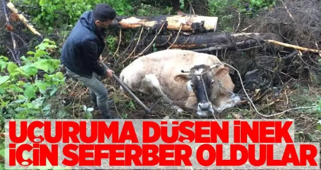 Uçuruma düşen inek için seferber oldular