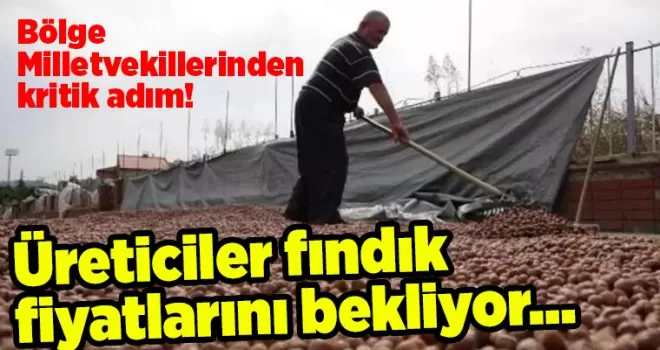 Üreticiler fındık fiyatlarını bekliyor… Bölge Milletvekillerinden kritik adım!