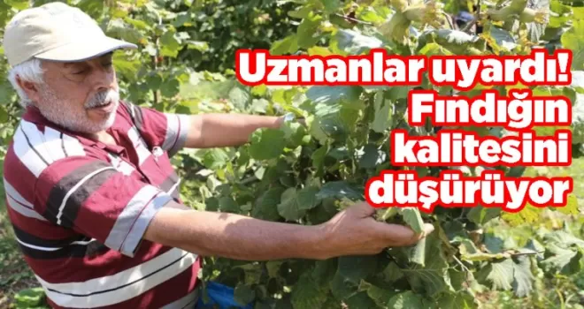 Uzmanlar uyardı! Fındığın kalitesini düşürüyor