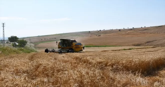 Vezirköprü ilçesinde buğday hasadı başladı