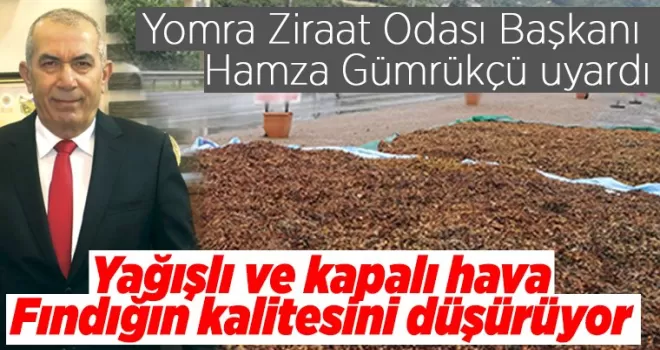 Yağışlı ve kapalı hava Fındığın kalitesini düşürüyor