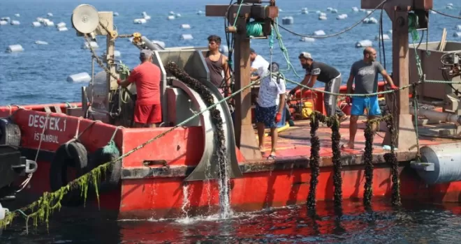 Yalova'da kurulan midye çiftliklerinde hasat başladı
