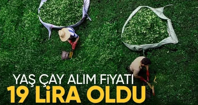 Yaş çay alım fiyatı belli oldu
