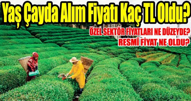 Yaş Çayda Alım Fiyatı Kaç TL Oldu?