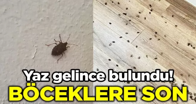 Yaz gelince bulundu: Bu formülle tüm böcekleri evden uzak tutabilirsiniz