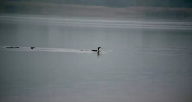 Yeniçağa Gölü göç mevsiminde mola veren kuşları ağırlıyor