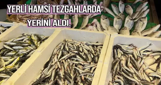 Yerli hamsi Trabzon'da tezgahlardaki yerini aldı